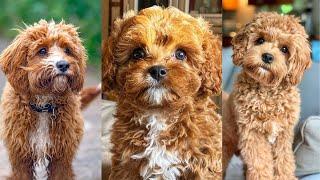 Cavapoo | Funny and Cute dog video compilation in 2022.