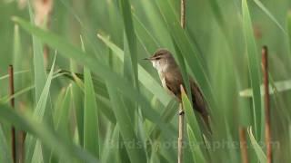 Тръстиково шаварче / Great Reed-warbler