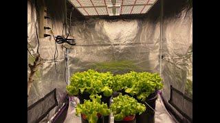 DWC Hydroponic VS Kratky Non-Circulating Hydroponic - Which Grows Lettuce Faster?