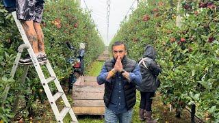 Apple Fruit Harvesting in Belgium