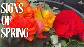 Let's Take A Look At Our Spring Hanging Baskets