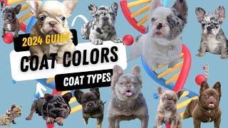 French Bulldog Colors 2024: The Ultimate Guide to Every Frenchie Coat Color & Texture