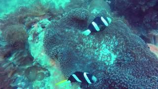 Diving in Philippines - MoalBoal, Malapascua, & Gato Island