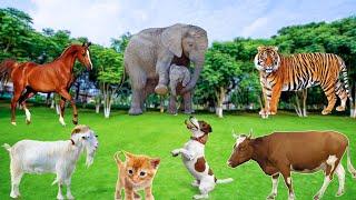 Familiar Animal Moments: Tiger, Horse, Dog, Elephant, Chicken, Cow, Cat, Goat,...