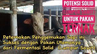 POTENSI SOLID (LUMPUR SAWIT) UNTUK PAKAN TERNAK MENURUT PARA PAKAR/AHLINYA