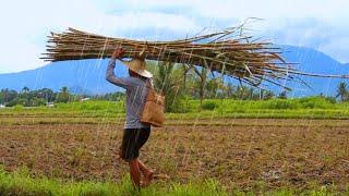 FULL VIDEO: Life in The Philippines Country side Harvesting Vegetable by: Kabagis