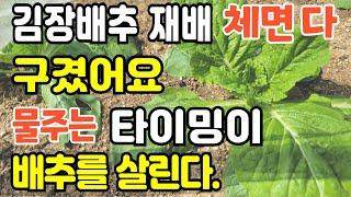 이론으로는 설명이 안되는 김장배추 성장 모습 올해처럼 폭염기에 김장배추 물주는 타이밍 실험 결과는