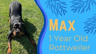 1 Year Old Rottweiler (Max) | Best Philadelphia Dog Trainers | Off Leash K9 Training Philadelphia