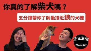 你了解柴犬嗎? 可愛外表背後的真相 | How Well Do You Know Shiba Inus? The Reality Behind Their Cute Looks (Eng Sub)