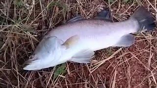 Barramundi Fishing in Goa | India #fishing