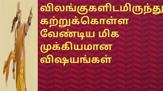 விலங்குகளிடமிருந்து கற்றுக்கொள்ள வேண்டிய மிக முக்கியமான விஷயங்கள்/நல்லதைமட்டும்சொள்வோம்/jothidar