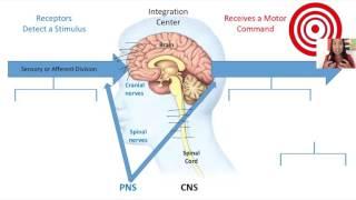 1. Functional Organization of the Nervous System