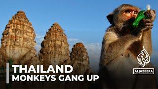 Thailand’s monkeys go bananas: Wild animals rounded up and placed in captivity