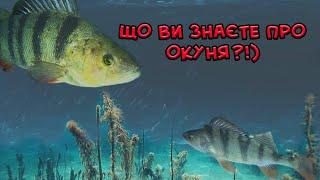 Окунь звичайний. Що ви знаєте про окуня? Прісноводні риби України.