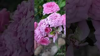 Розы спрей
