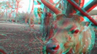 Nature & Animal 3D Movie (RED-CYAN ANAGLYPH 3D) HD VIDEO