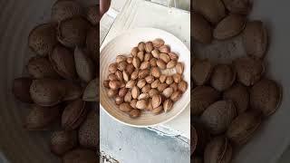 First almond harvest on our farm ️ Delicious! #farmlife #offgrid #portugal #almonds #gardening