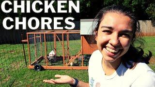 Daily Chicken Chores\Chicken Care You NEED to Know\What is it REALLY like to own backyard chickens??