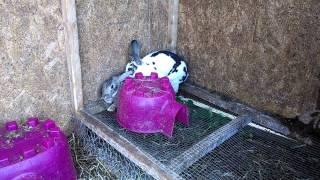 Rex rabbit mating fall off