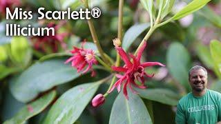 Miss Scarlett® Illicium