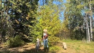 Picking Crabapples and Making Crabapple Jelly | Off Grid Homestead in Canada