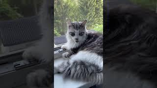 У нас пришло летечко не на долго #cat #котикимоякотомания #видосыоткота