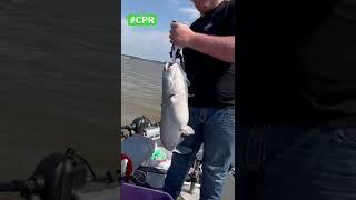 CPR them biggens!