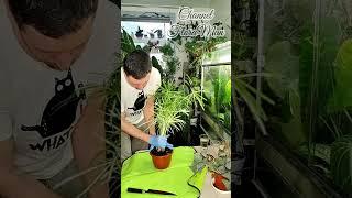 "Green fingers" -мне нравится ️