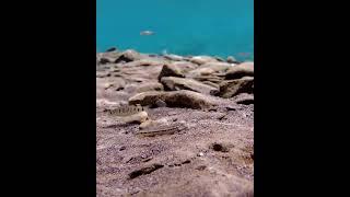 喜歡吃土的沙鰍  #shorts #中華花鰍 #台灣野外紀錄 #freshwater