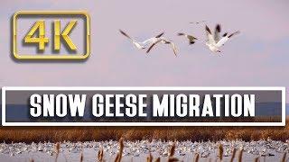 Snow Goose Migration at Freezeout Lake,  Montana: Nature Relaxation Therapy 4K