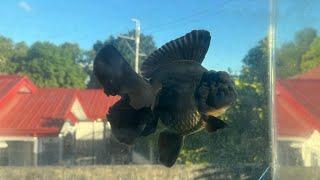 Black Thai Oranda Grooming Progress