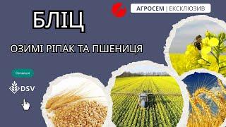 Гібриди озимого ріпаку та пшениці від DSV: Ключові секрети вирощування 