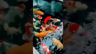 SULTAN ISI KOLAM KOI IMPORT DI NATSUKOI CENTER JAKARTA-DEALER SPECIALIS SUPER JUMBO CALON CHAMPION