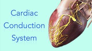 Cardiac Conduction System - Electrical System of the Heart Animation - MADE EASY