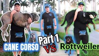 Cane Corso vs Rottweiler - Which is Best? Dog Trainer's Perspective on the Breed - Part 1