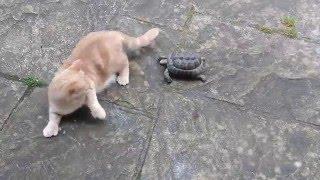 FAST TORTOISE HUNTS & RELENTLESSLY ATTACKS CAT FROM GARDEN