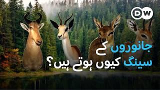 جانوروں کے لیے سینگ کیوں ضروری ہیں؟ | DW Urdu | Animal Horns