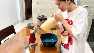 Monkey Nana and her mother go to the kitchen to cook their favorite noodles!