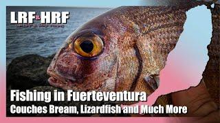 Fishing in Fuerteventura - Couches Bream, Lizardfish and More In Caleta De Fuste