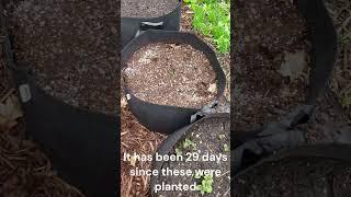 The Potatoes are Alive!!!