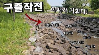 물 빠진 400미터 어도에서 대물 수백마리 구출작전!! 활어차 터진다...!!