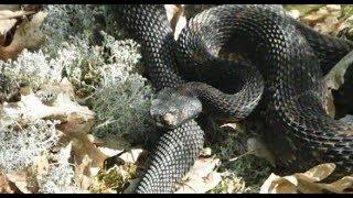 4/26/18 Vermont's Endangered Species: Timber Rattlesnakes on 'Across The Fence'