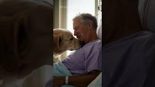 Dog Cries with Owner in Last Emotional Moment ️ #heartwarmingstories #storytime #dog #doglover