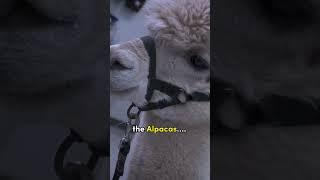 You Sure About That? | Alpacalypse | 2023 Alpaca Horror Comedy