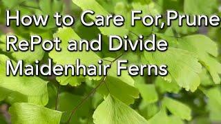 How to Repot Maidenhair Ferns - Prune,  Divide and Keep your Maidenhair Ferns Healthy