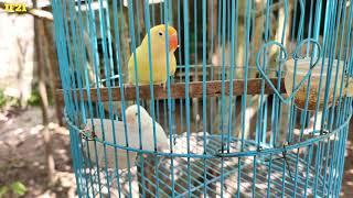 CARA MENJODOHKAN 3 PASANG INDUKAN LOVEBIRD ALA JEJAK FORESTER 21, ADA WARNA CREAMINO LHO...