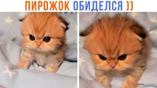 ПИРОЖОК ОБИДЕЛСЯ ))) | Приколы с котами | Мемозг 1383