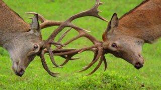 Олени. Август. Первые бои. Deers in August. The first fights.