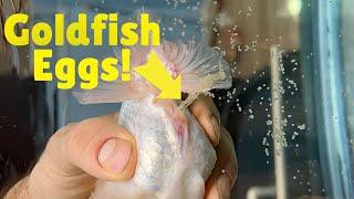How to breed goldfish - Hand spawning ranchu goldfish