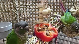 9 hours conure parakeet sounds for relaxation